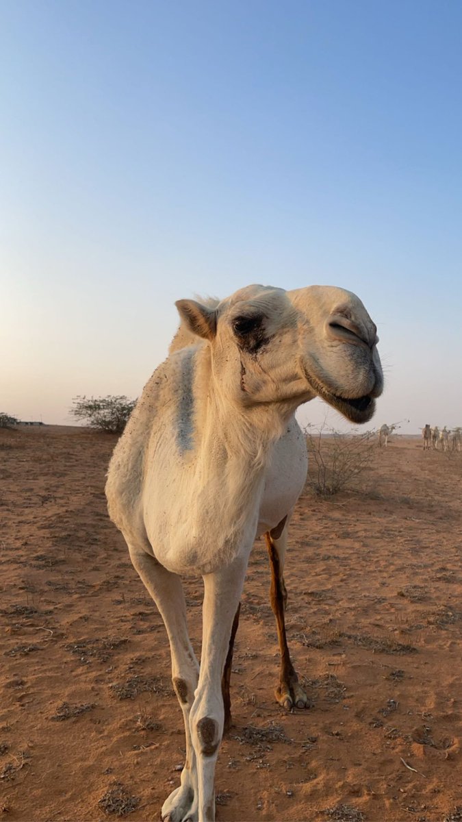Muotaibi0's tweet photo. البل لها في مهجة القلب منزال
منايح القصار سفن الصحاري
مراجل يشقى بها كل رجال
إفلاس بايعها نواميس شاري🐪🖤 https://t.co/OvORHli3hd