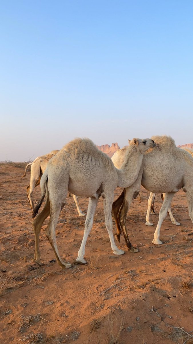 Muotaibi0's tweet photo. البل لها في مهجة القلب منزال
منايح القصار سفن الصحاري
مراجل يشقى بها كل رجال
إفلاس بايعها نواميس شاري🐪🖤 https://t.co/OvORHli3hd