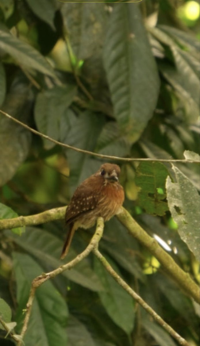 #miercolesdeemplumados Buco bigotudo. Malacoptila mystacalis