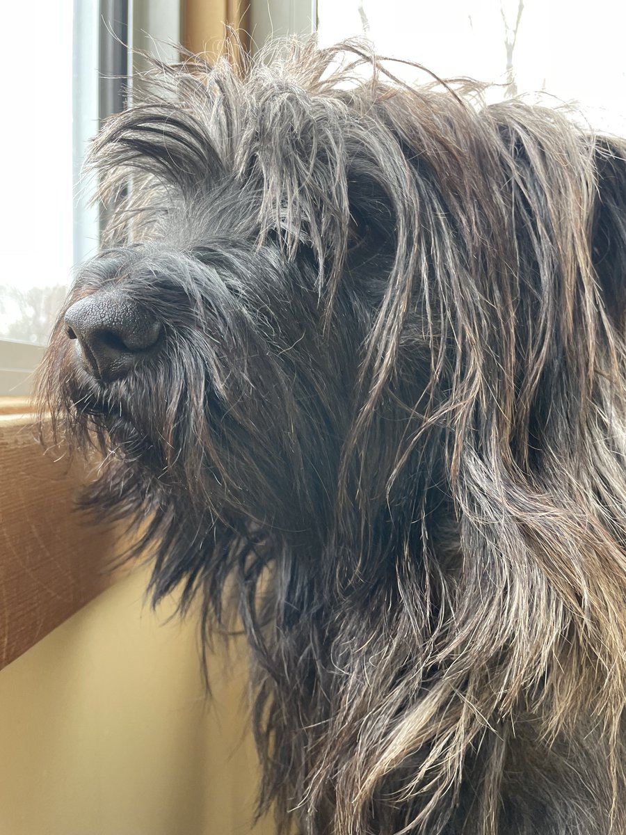 WellyUBM's tweet image. On window watch. Keeping everyone safe from zombies and other threats. #ZSHQ 🧟‍♂️🤨