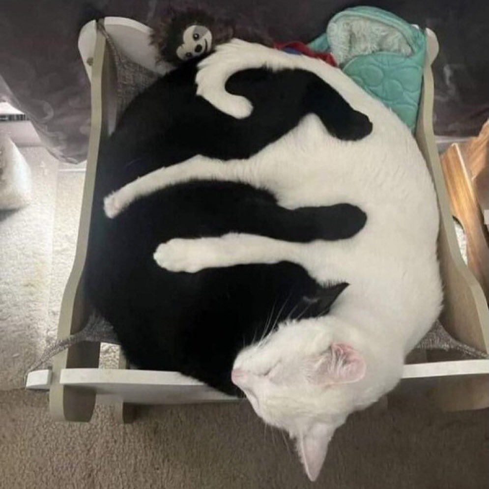 purrfect balance