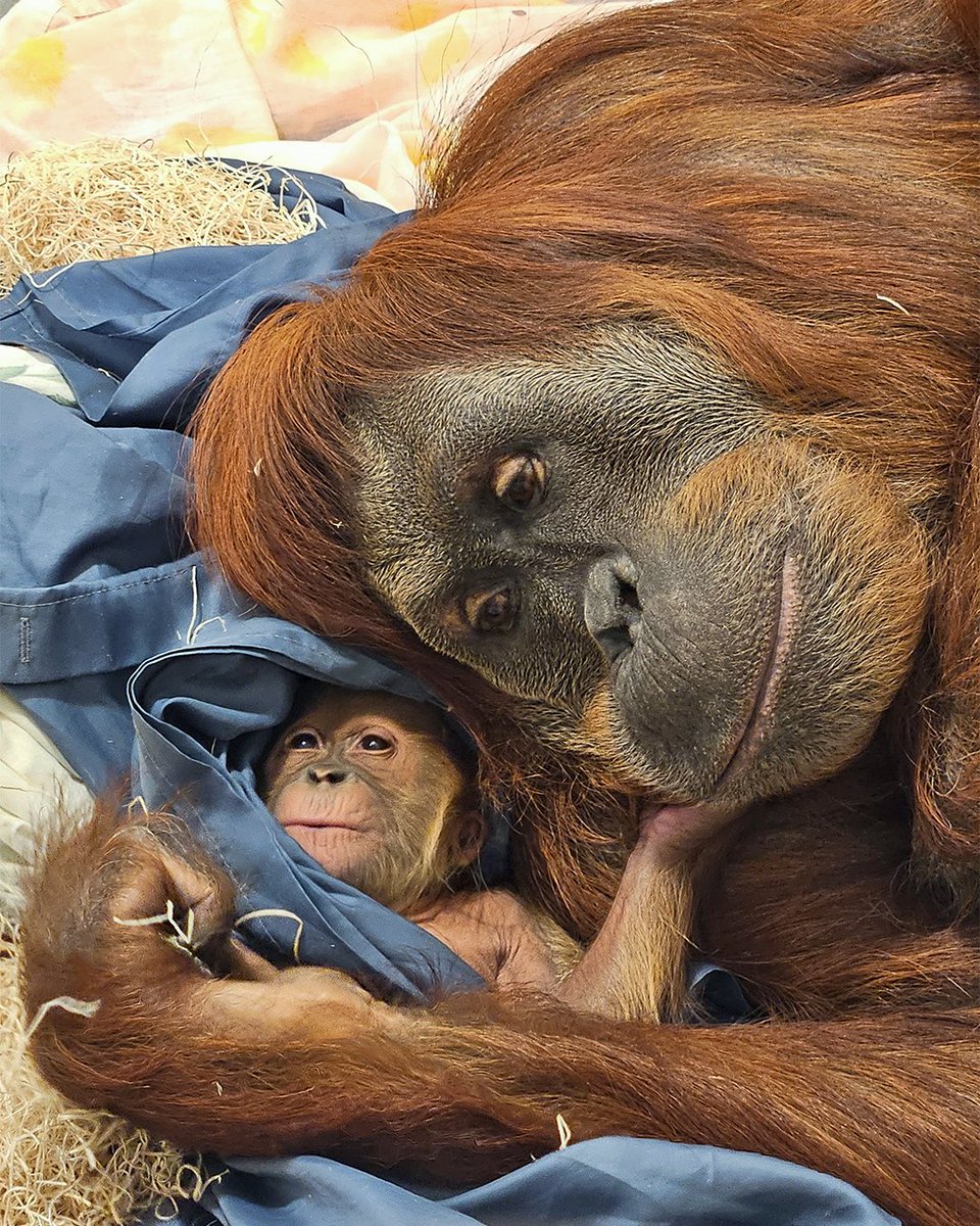 We are proud to announce the birth of a Sumatran orangutan, Raya (Rah-yah). Tara, a 30-year-old o...