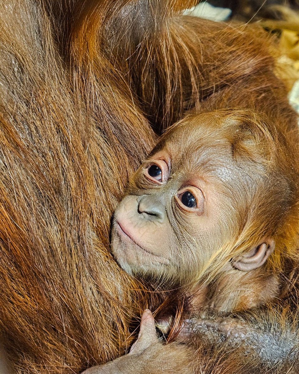 We are proud to announce the birth of a Sumatran orangutan, Raya (Rah-yah). Tara, a 30-year-old orangutan, welcomed the healthy baby girl on January 11, and both are doing well while spending lots of time bonding.