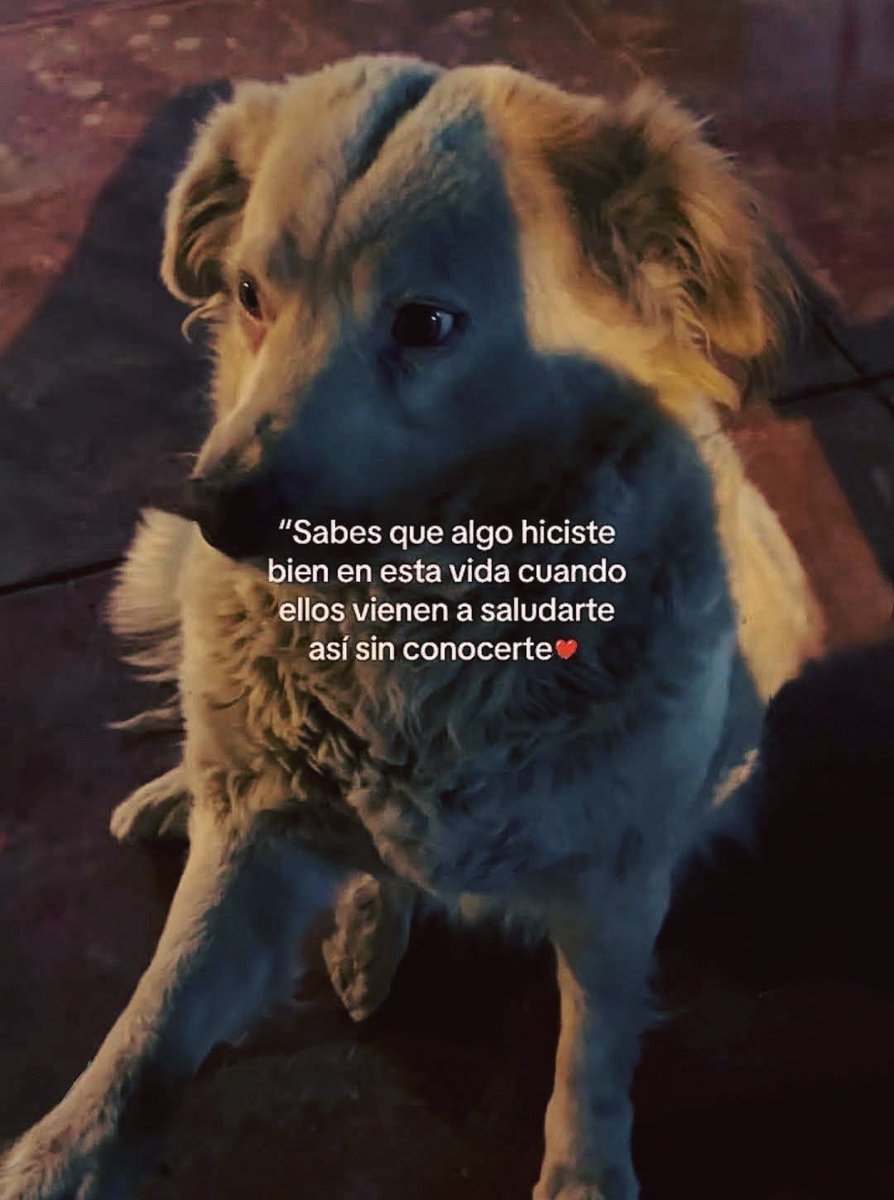 BANDIDOS (@bandidosfrasess) on Twitter photo 