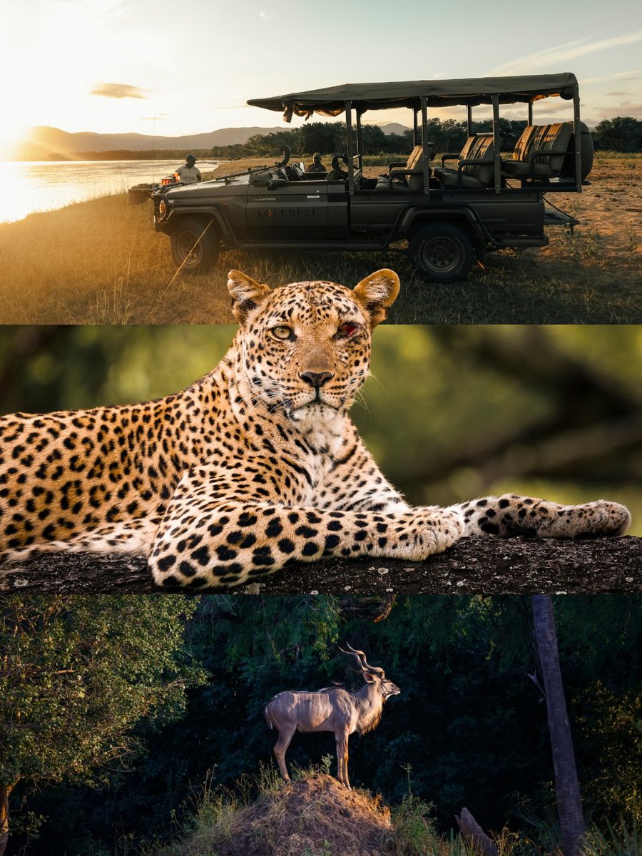 African Bush Camps tweet media