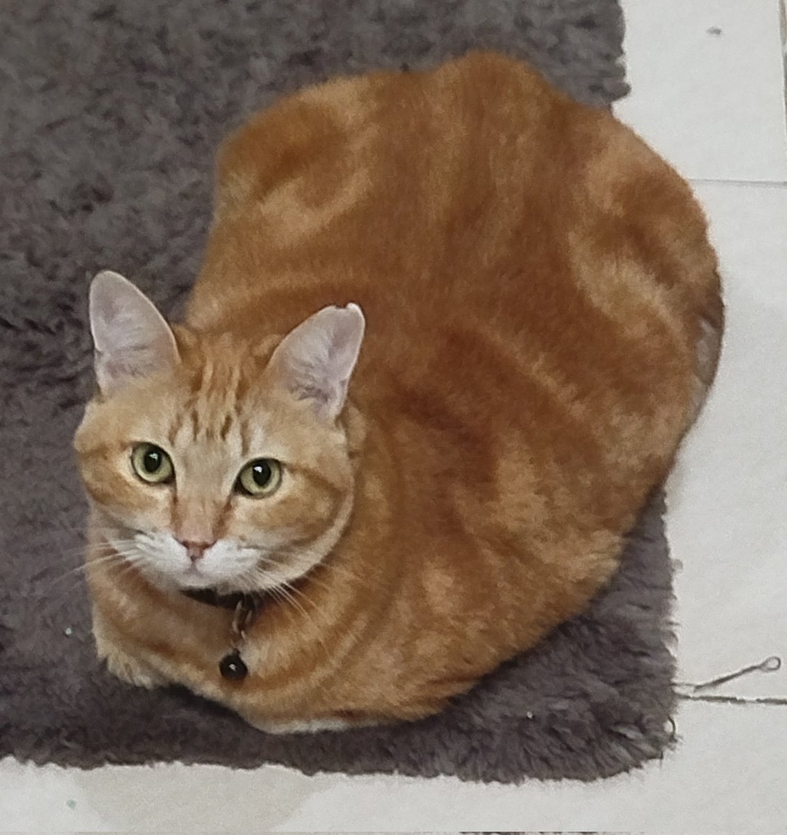 Chie | Commission on Bio! (10/17) (@choux_krim) on Twitter photo 