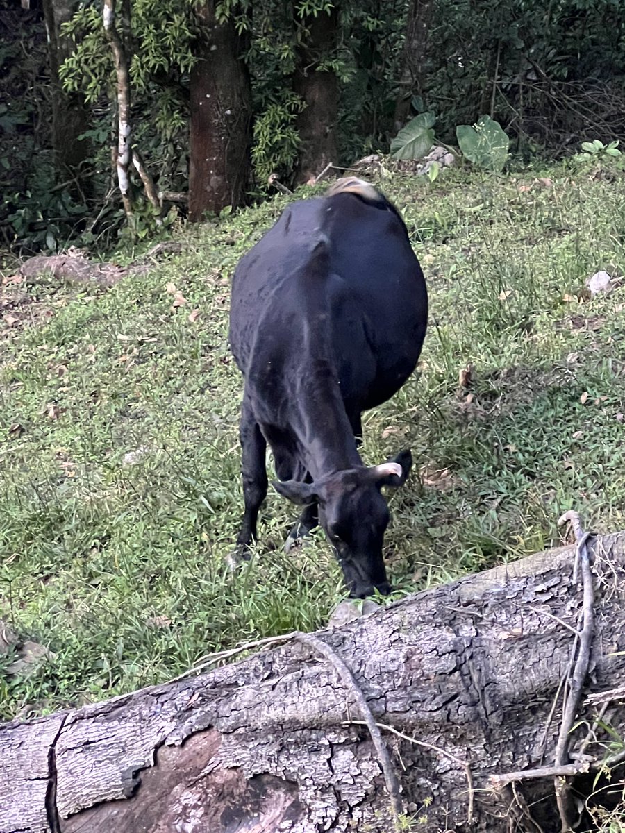 Que el Creador de toda vida te cubra con Su paz.
Que tus fuerzas sean renovadas y tu parto sea guiado con calma y protección.
De tus entrañas brota un nuevo regalo, y la bendición de Dios acompaña cada momento.
Vida llega, vida se cuida, vida se agradece.” Ya casi viene el parto
