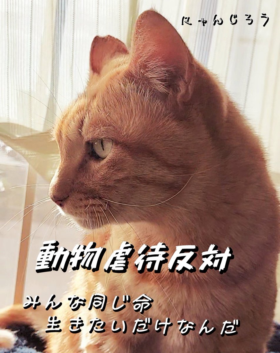 #動物虐待反対 
#動物虐待は犯罪
#動物はモノじゃない