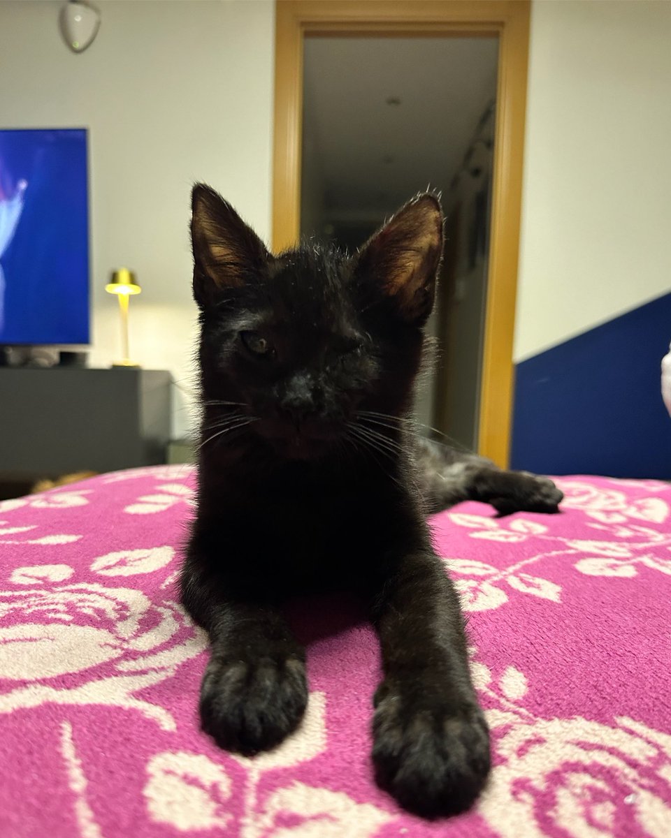 KİMSE ONU İSTEMEDİ ‼️
TEK GÖZÜ KÖR VE RENGİ SİYAH DİYE TEK BİR KİŞİ BİLE İSTEMEDİ ‼️
ŞANSI DÖNER Mİ?
İSTANBUL/0545-646-6761
<a href="/Per1hann/">Perihan Rakanoğlu Gülerler</a> 

4 aylık tek gözü görmeyen sokaktan kurtardığımız oyuncu oğlana yuva arıyoruz
Sokağa dönmeden ona yuva bulalım mı?
#SokakHayvanlarıSahipsizDeğil