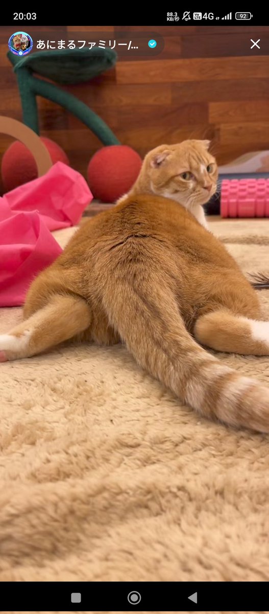 今日のTikTokLIVE特別配信です‼️
(🩷💛❤️)
振り向きごっちゃん💛😄
#あにまるファミリー
#あにっ子
<a href="/2oniTomo/">友子ちゃんとお兄ちゃん🌿ねこ&フェレット 😻🐻</a> 
<a href="/hinako_munchkin/">短足マンチカン ひな子 （ねこ）</a>