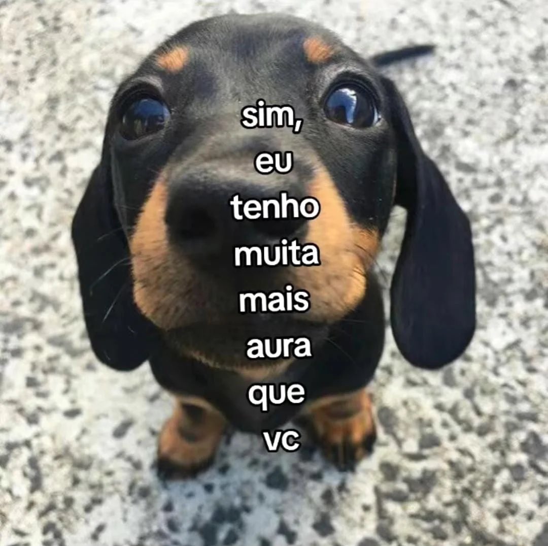 acervo doguinhos (@acervodoguinhos) on Twitter photo 