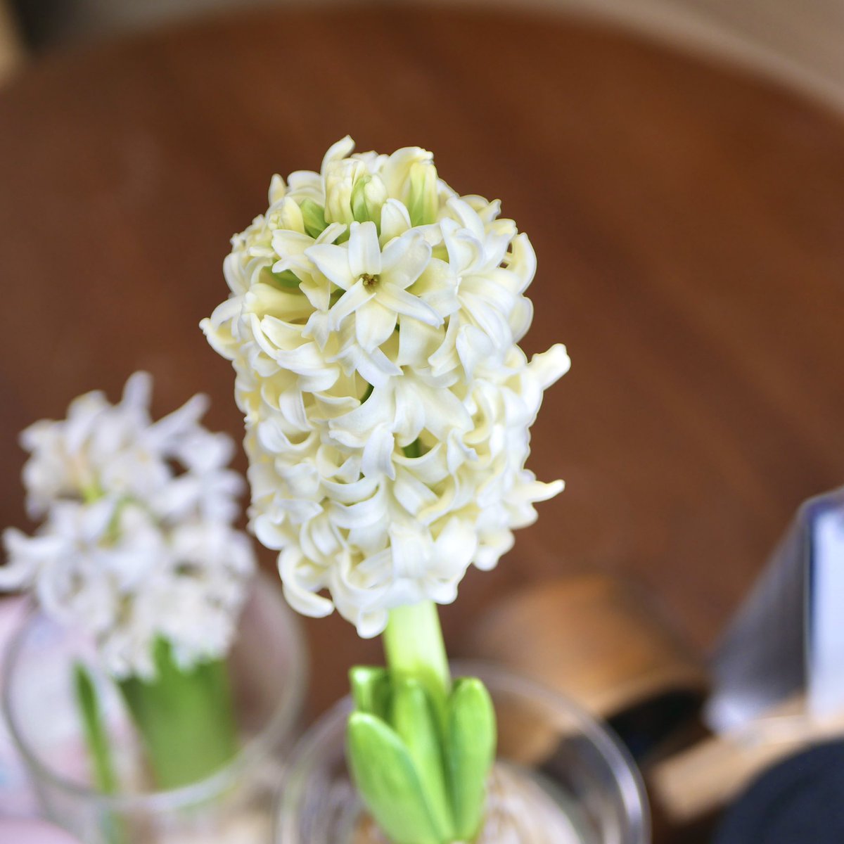 数日遅れで
黄色いヒヤシンスも咲いた💛
春の花はどれも香りが幸せ🌸