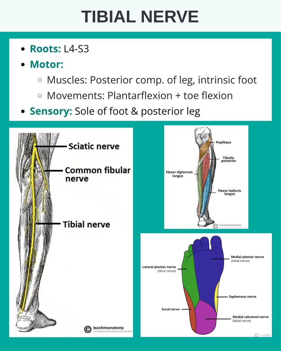Teachmeanatomy's tweet photo. TIBIAL NERVE
The tibial nerve controls plantarflexion and intrinsic foot movement.
This post covers its roots, motor supply, and sensory territory.
#anatomy #tibialnerve #medicaleducation #teachmeanatomy #lowerlimb https://t.co/Tq2LKMSsmM