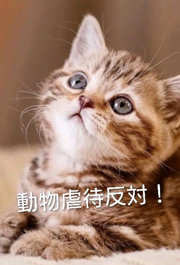 にゃん太郎 (@nyannyan__taro) / Posts / X