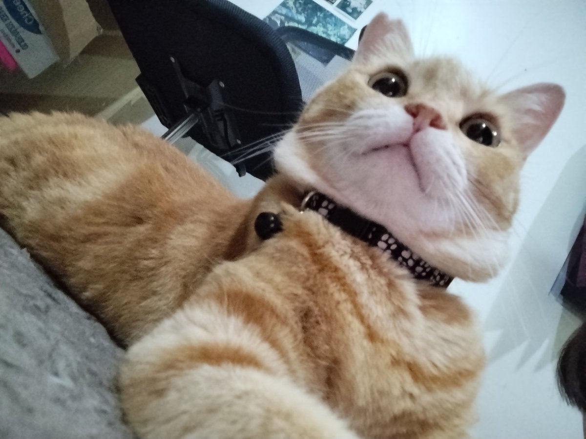 Chie | Commission on Bio! (10/17) (@choux_krim) on Twitter photo 