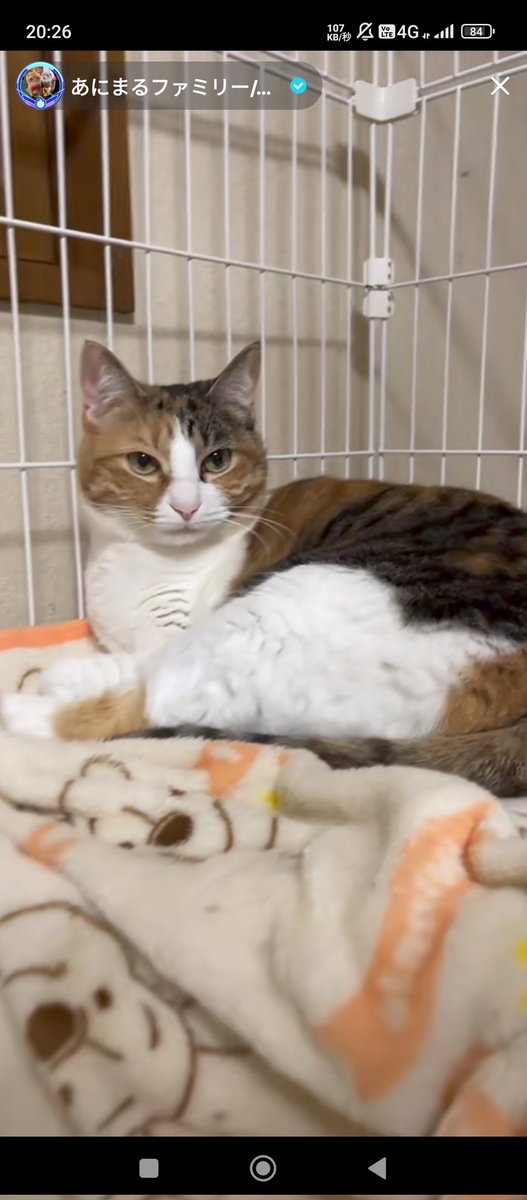 今日の夜のTikTokLIVE配信です😊‼️
(🤍💙)
#あにっ子
#あにまるファミリー
<a href="/2oniTomo/">友子ちゃんとお兄ちゃん🌿ねこ&フェレット 😻🐻</a>
<a href="/tsunablog/">つなまよ</a>