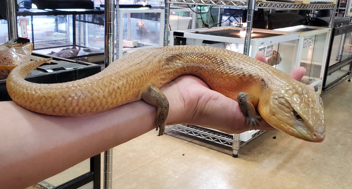 キタアオジタトカゲ