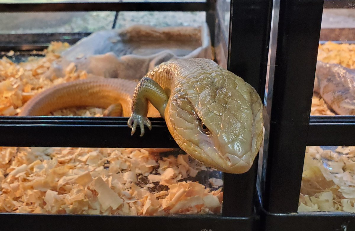 キタアオジタトカゲ