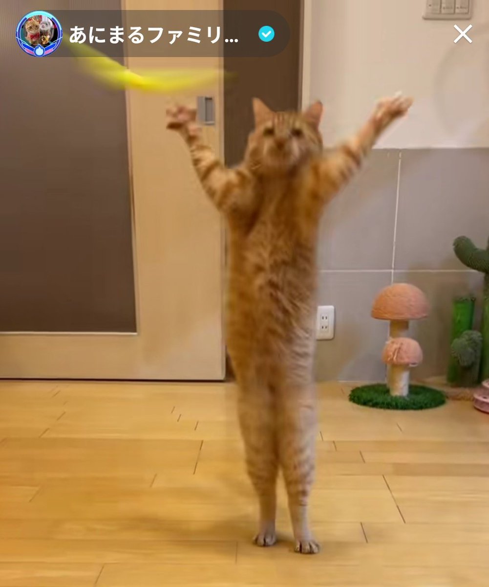 私もつなが立ってるとこ撮れました🤭
#あにまるファミリー
#猫
<a href="/2oniTomo/">友子ちゃんとお兄ちゃん🌿ねこ&フェレット 😻🐻</a>