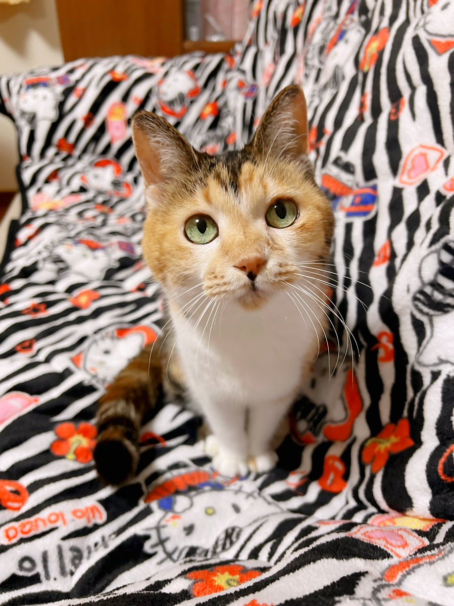 あめちゃん🐱 (@cocoakumikoda) / Posts / X