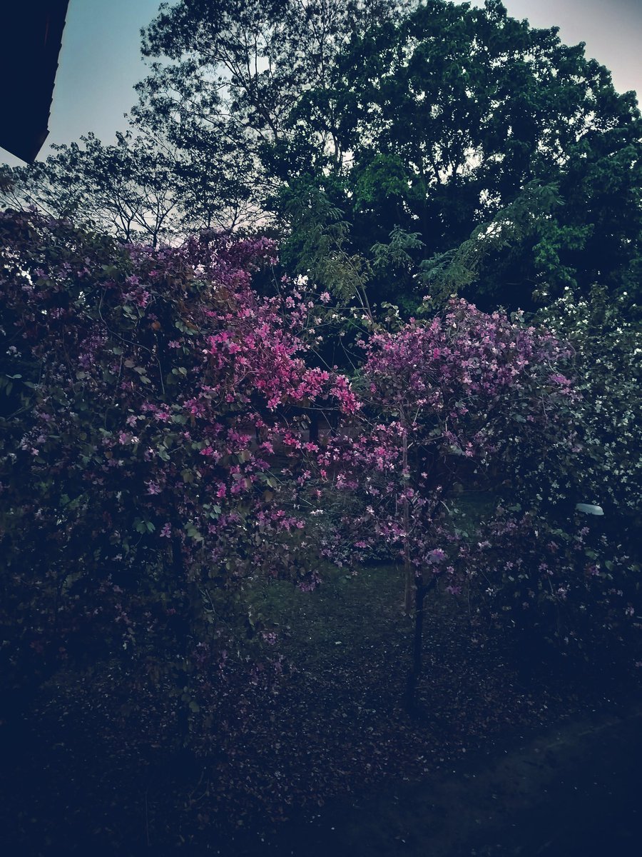 XhetriS's tweet photo. Whenever I get exhausted or need a break from the lab, I take a moment to look through the window at these beautiful Kanchan flowers (both pink and white) blooming these days. Life feels much easier when I see them🌸✨😊. #KanchanFlowers #SpringIsOnTheWay https://t.co/S7SHVlF9Cz
