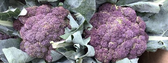 Farm Direct tweet media