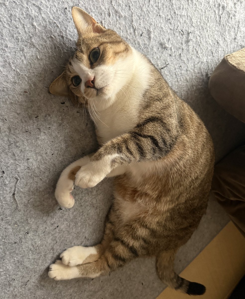tentochacha's tweet photo. アゴが安西先生。
タプタプさせていただきます。

#ねこかわいいね https://t.co/h1nWhzD4jJ