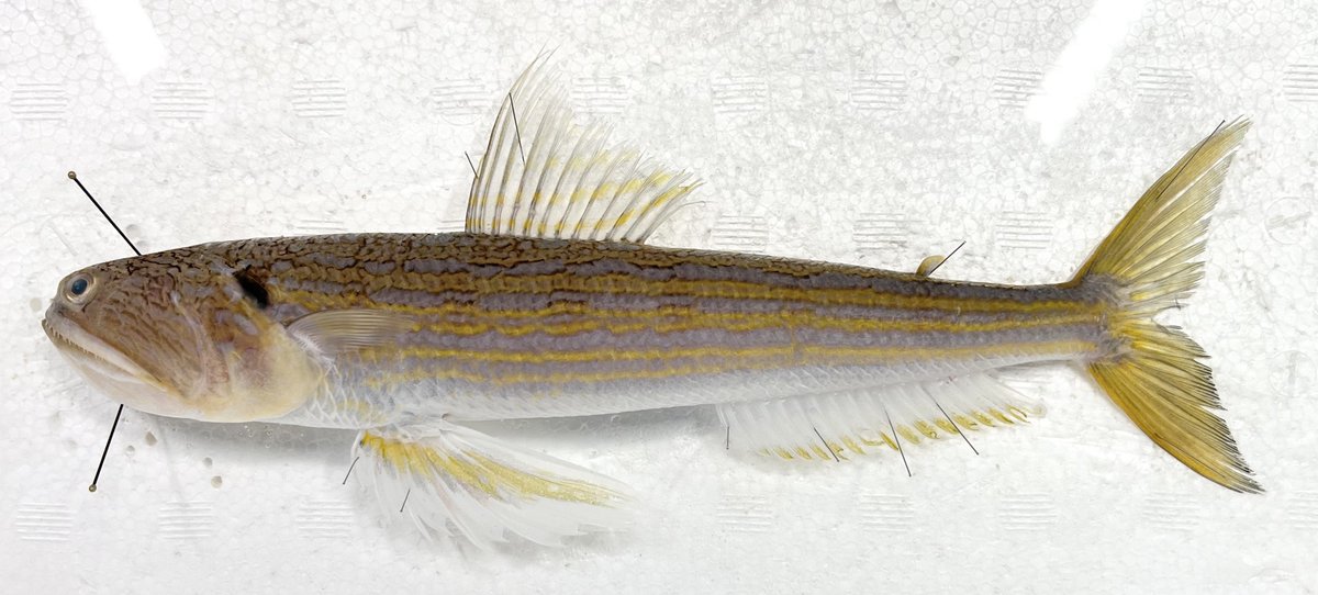 動脈。'26💜🍬🗼 (@scienceheart0) / Posts / X