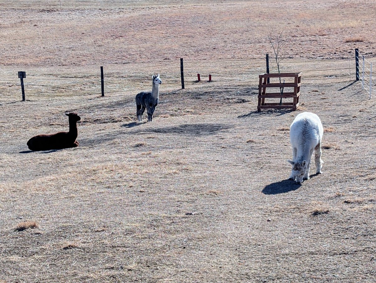 Good morning

#GoodMorning #alpacas