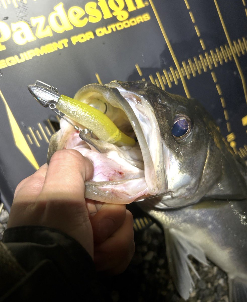 pedpedfishing's tweet photo. めっちゃ厳寒期のボトムドリフト効くから買い溜めしたいくらい🤤 https://t.co/VILt6aAxQt