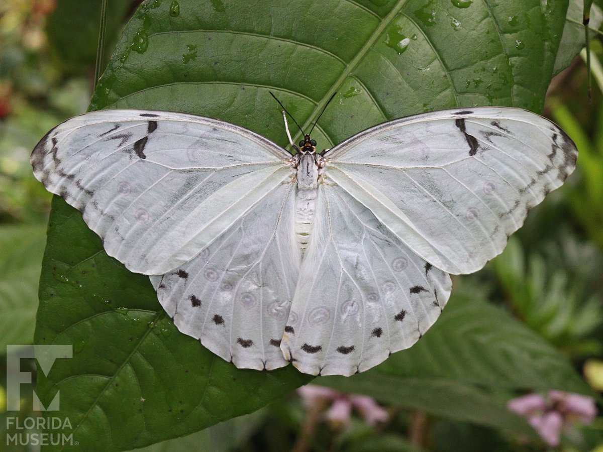 22hrr22min's tweet photo. white morpho butterfly https://t.co/5Ss2mJNq5S