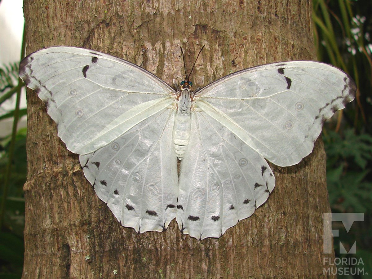 22hrr22min's tweet photo. white morpho butterfly https://t.co/5Ss2mJNq5S