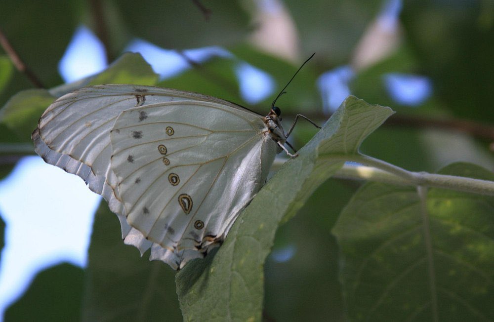22hrr22min's tweet photo. white morpho butterfly https://t.co/5Ss2mJNq5S