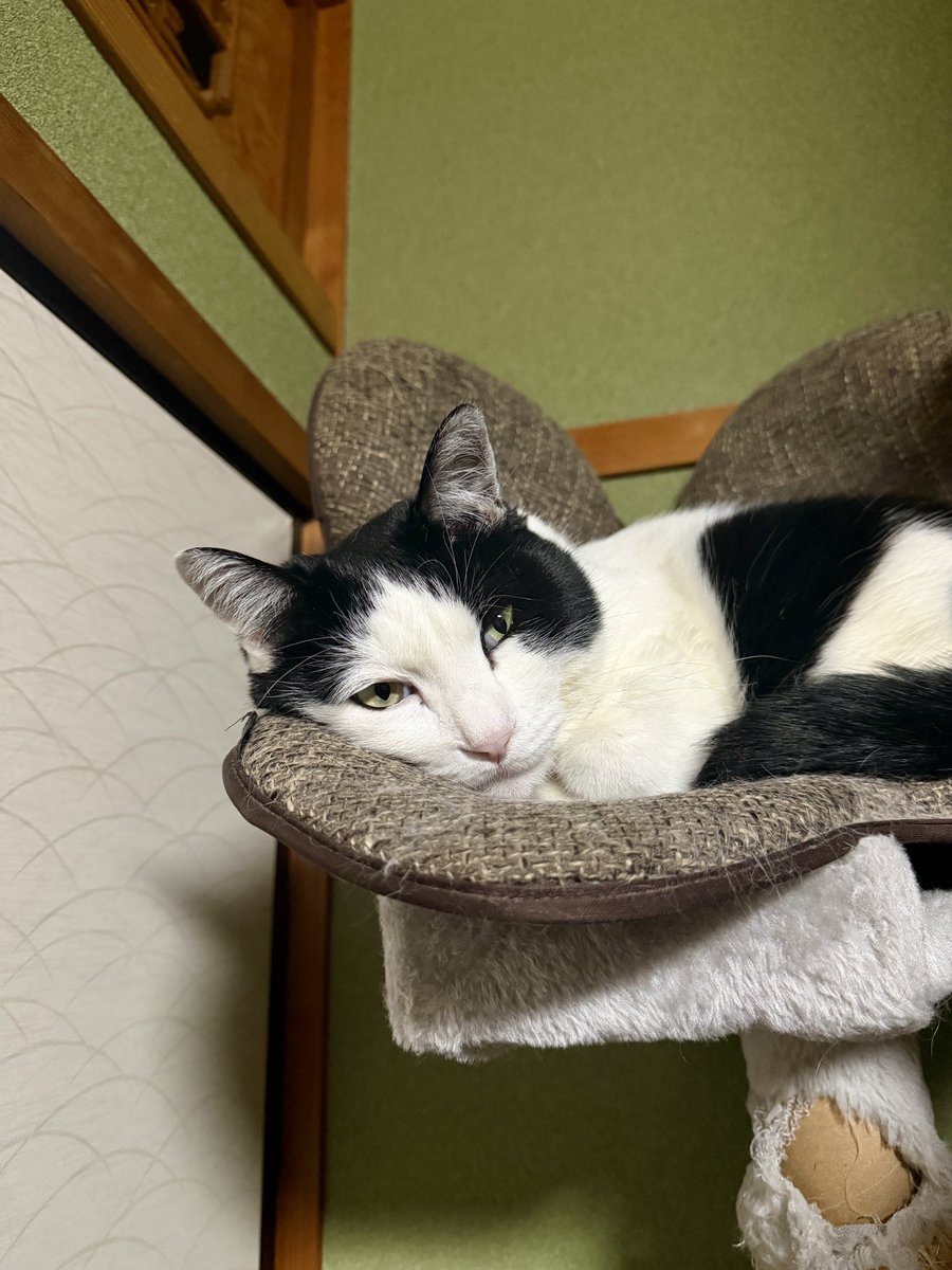 今日はほとんど家にいたので、ダヴィンチが満足そうな顔をしています
#ダヴィンチ巨匠