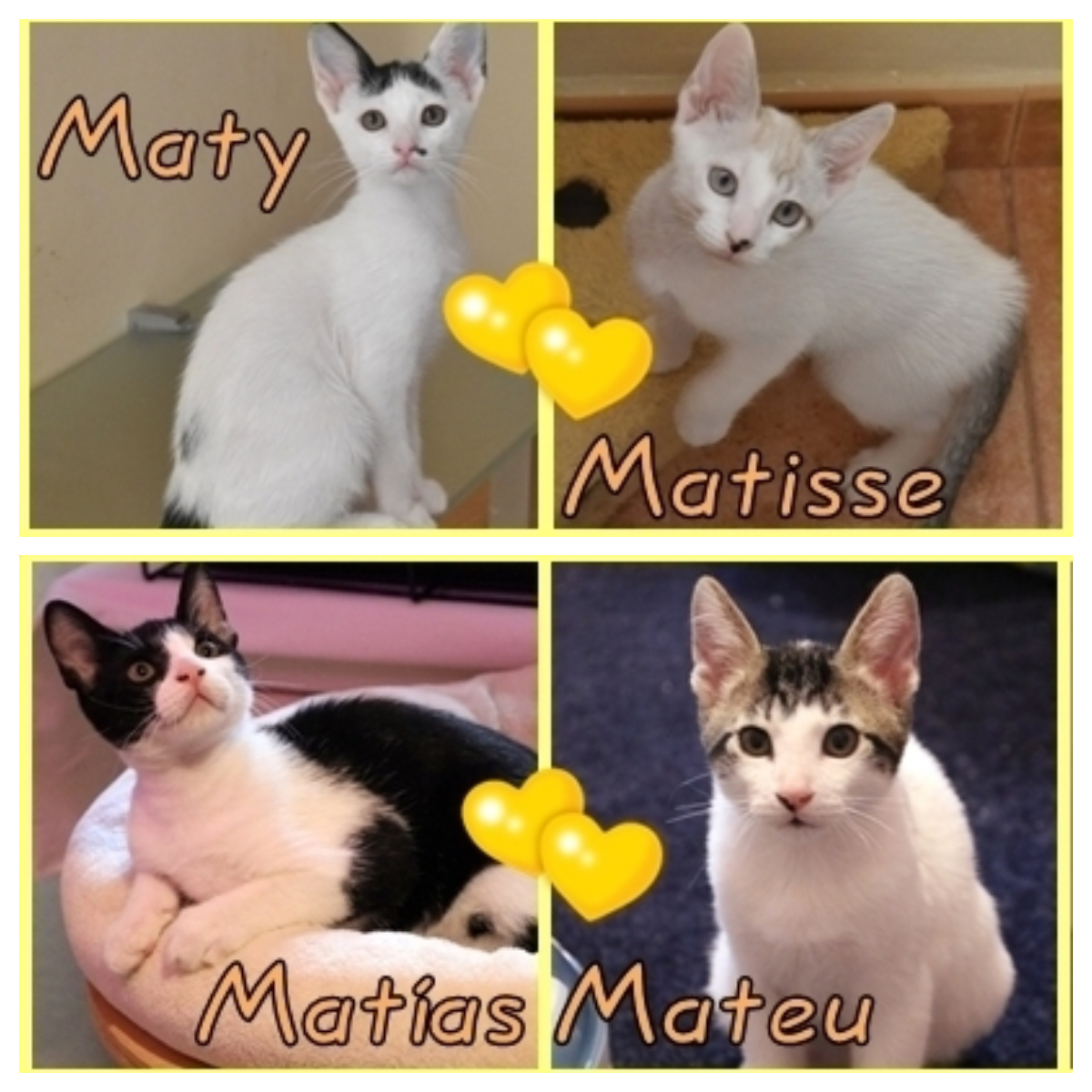 AdopFelinasVLC's tweet photo. Dia de los ENAMOGATOS 😺❤😺
Parejas de gatetes en Adopción Conjunta, porque tienen un vínculo entre ellos que es puro Amor 💖
#MATY 💛 #MATISSE
#MATÍAS 💛 #MATEU
https://t.co/7gtKuiwpKh https://t.co/RL0zcBY38A