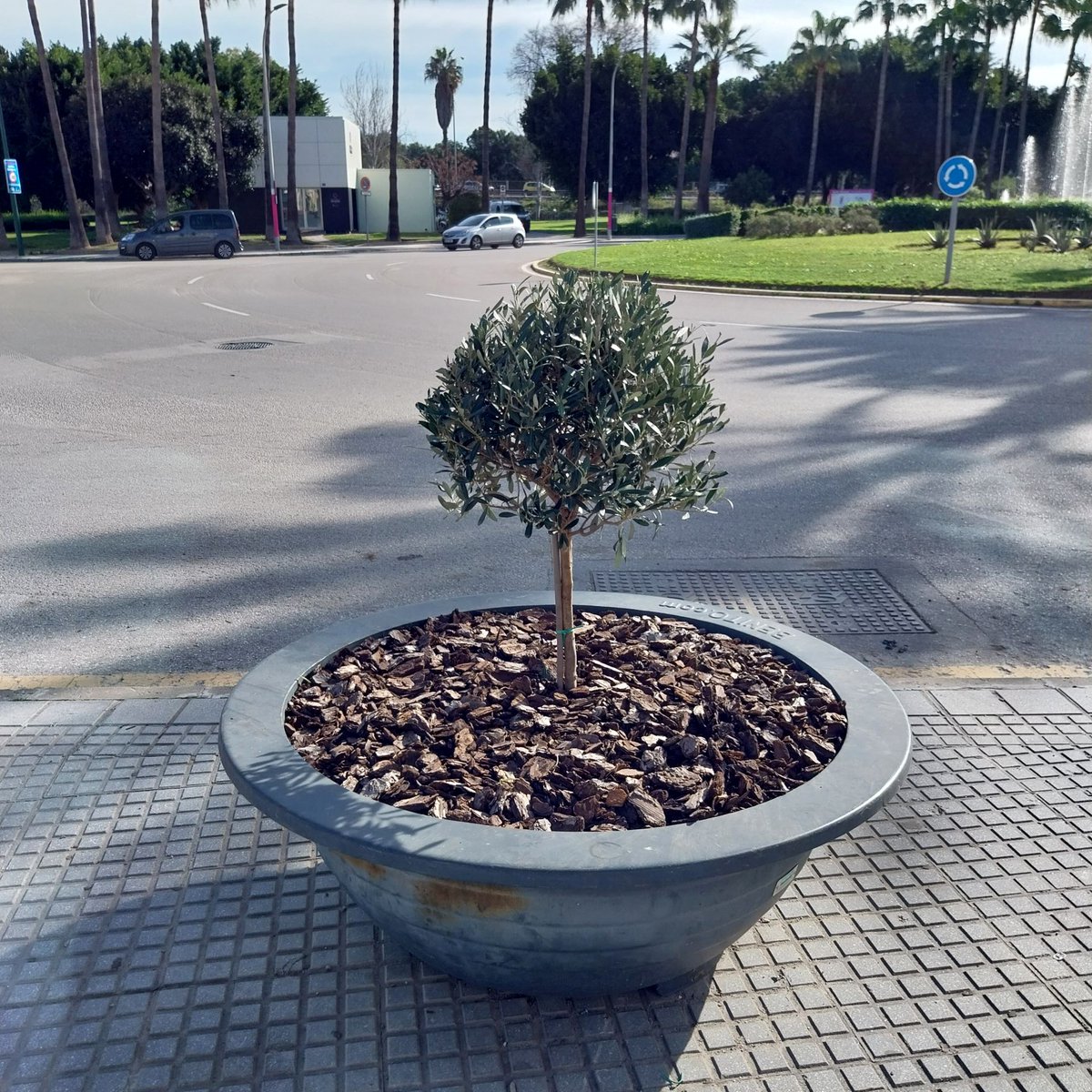 PESantaBarbara's tweet photo. Continuamos con la mejora y renovación de nuestras instalaciones, cambio de plantas "olivos" en nuestros maceteros https://t.co/hr6S6KYDb2