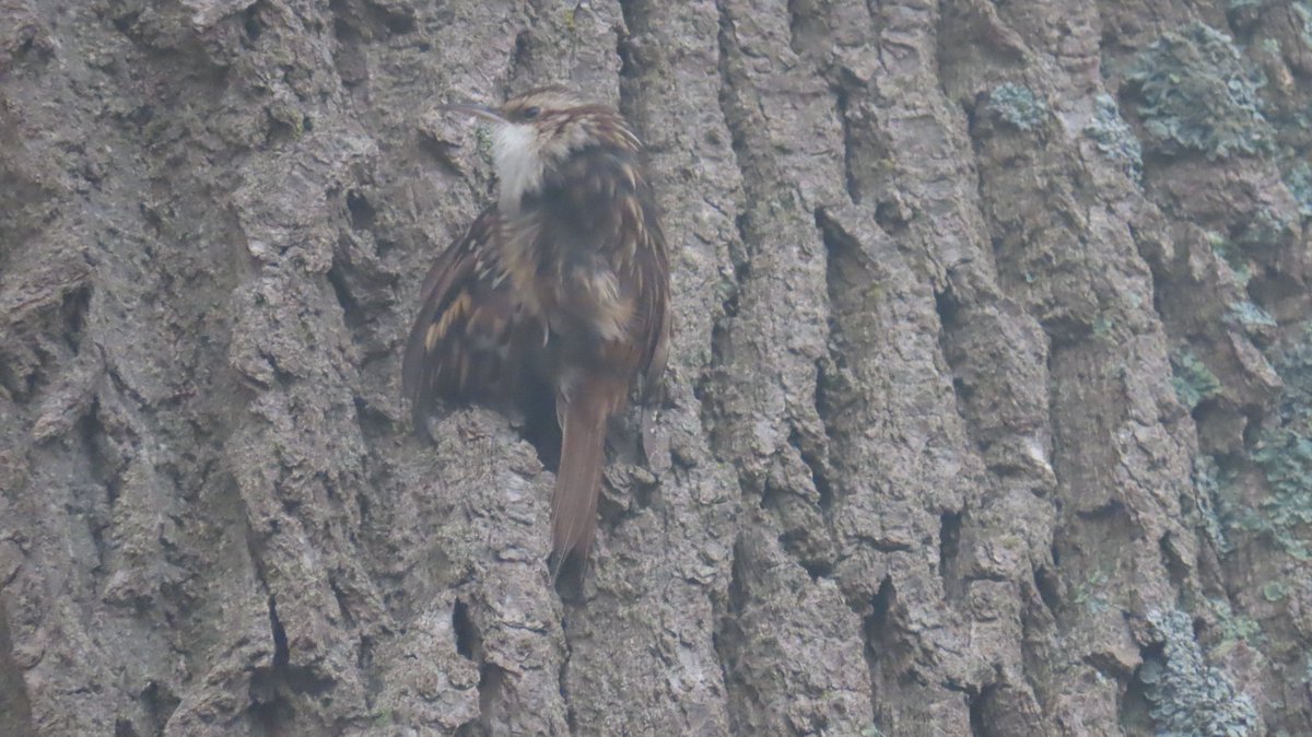 MvStuijvenberg1's tweet photo. #StadsSafari #BoomKruiper #ZomaarEenWoensdagMiddag #KleinOpdondertje 🐦 https://t.co/6mle9d8Lvi