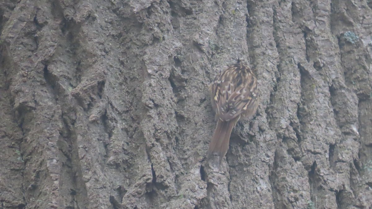 MvStuijvenberg1's tweet photo. #StadsSafari #BoomKruiper #ZomaarEenWoensdagMiddag #KleinOpdondertje 🐦 https://t.co/6mle9d8Lvi