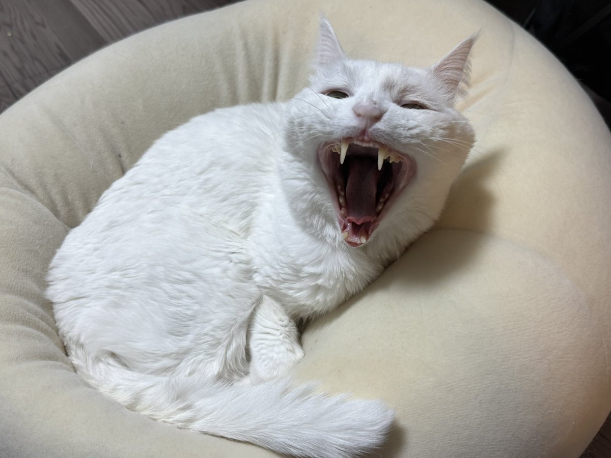 ハク様 (@hakusama0906) / Posts / X