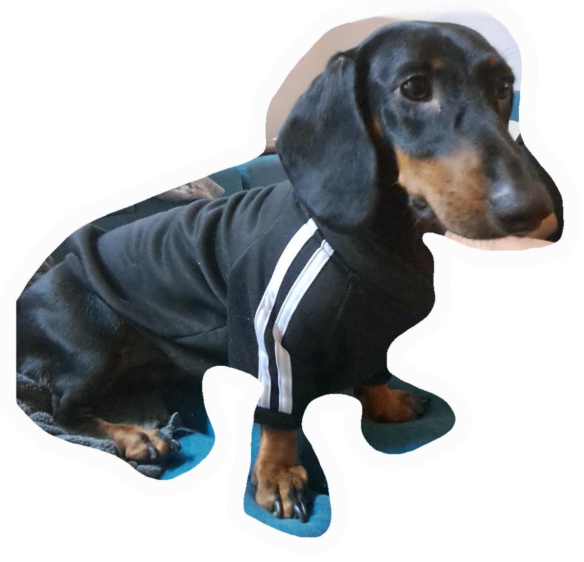 Sve što vam danas treba je Luna u lažnom adidasu