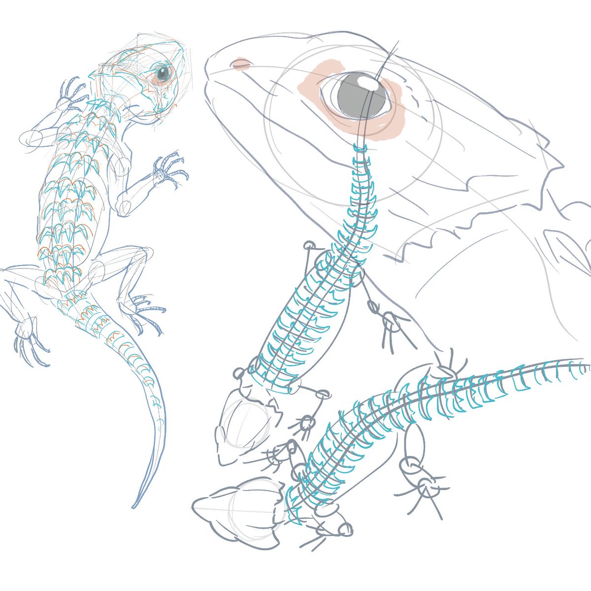 カフェで作業しつつ描いた落描き #アカメカブトトカゲ