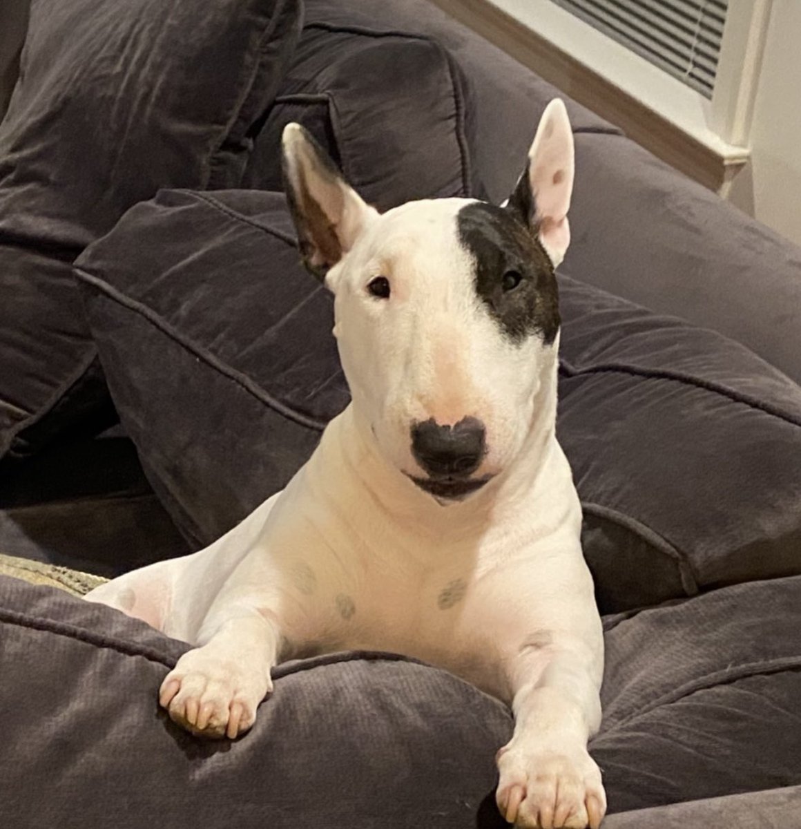 Jim Hayes tweet media