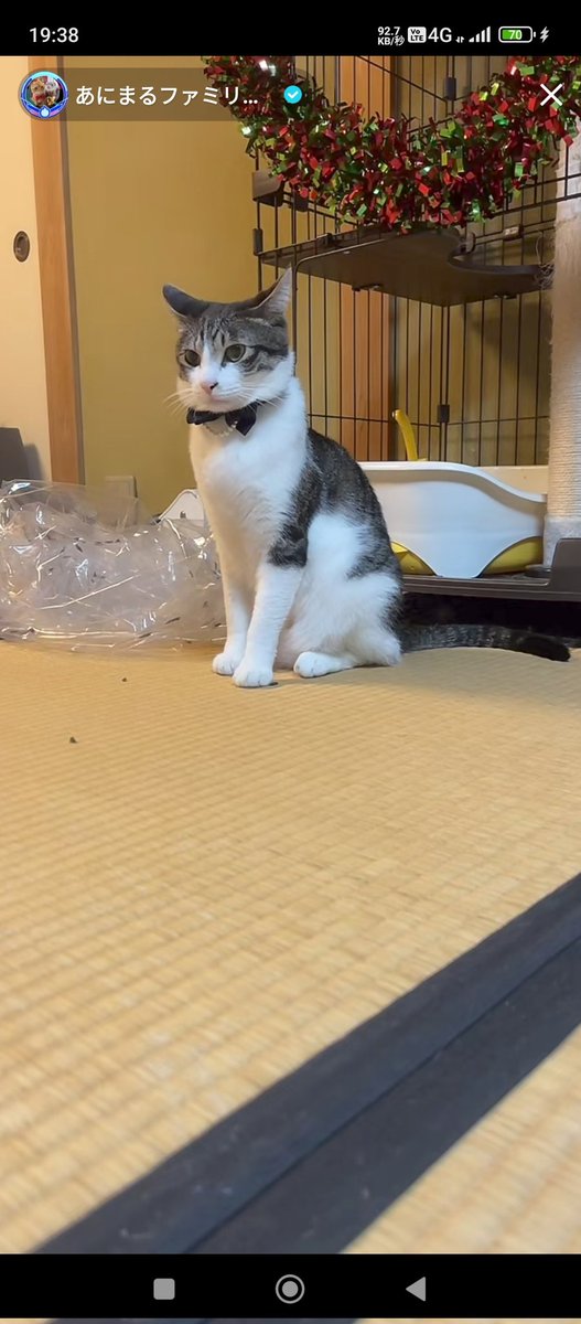 くぅたんマンの前にしてた､蝶ネクタイ形のネックレス(首輪)です😊
(1年前くぅたんマン💛)
#あにっ子
#あにまるファミリー
<a href="/2oniTomo/">友子ちゃんとお兄ちゃん🌿ねこ&フェレット 😻🐻</a>