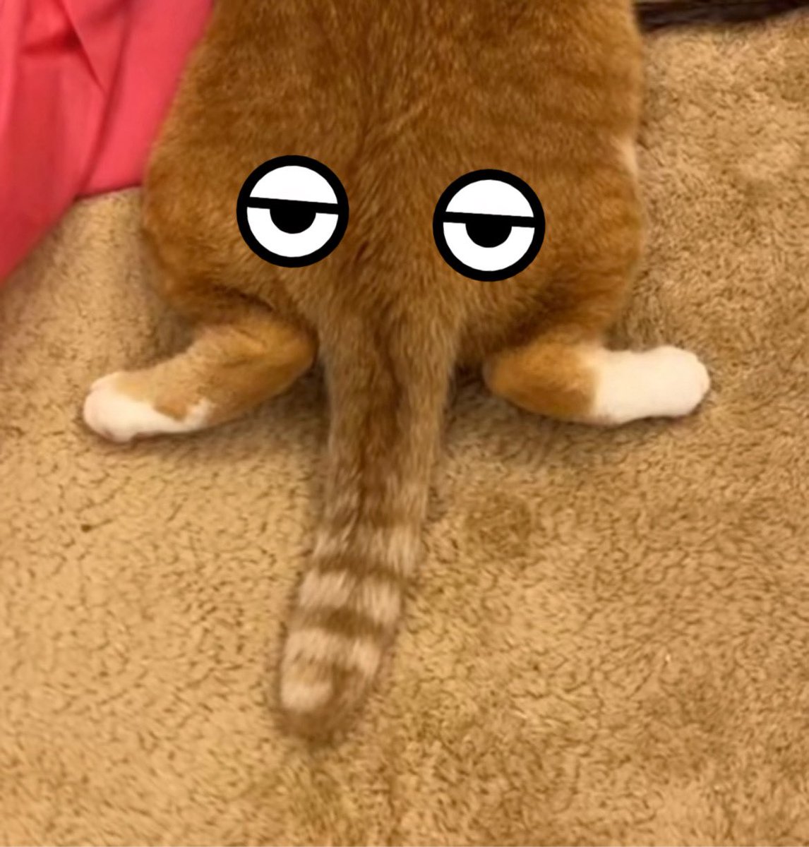 こんばんは

<a href="/2oniTomo/">友子ちゃんとお兄ちゃん🌿ねこ&フェレット 😻🐻</a> 
#あにまるファミリー