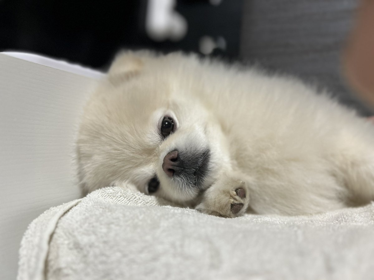 ぶ〜２@雑多 tweet media