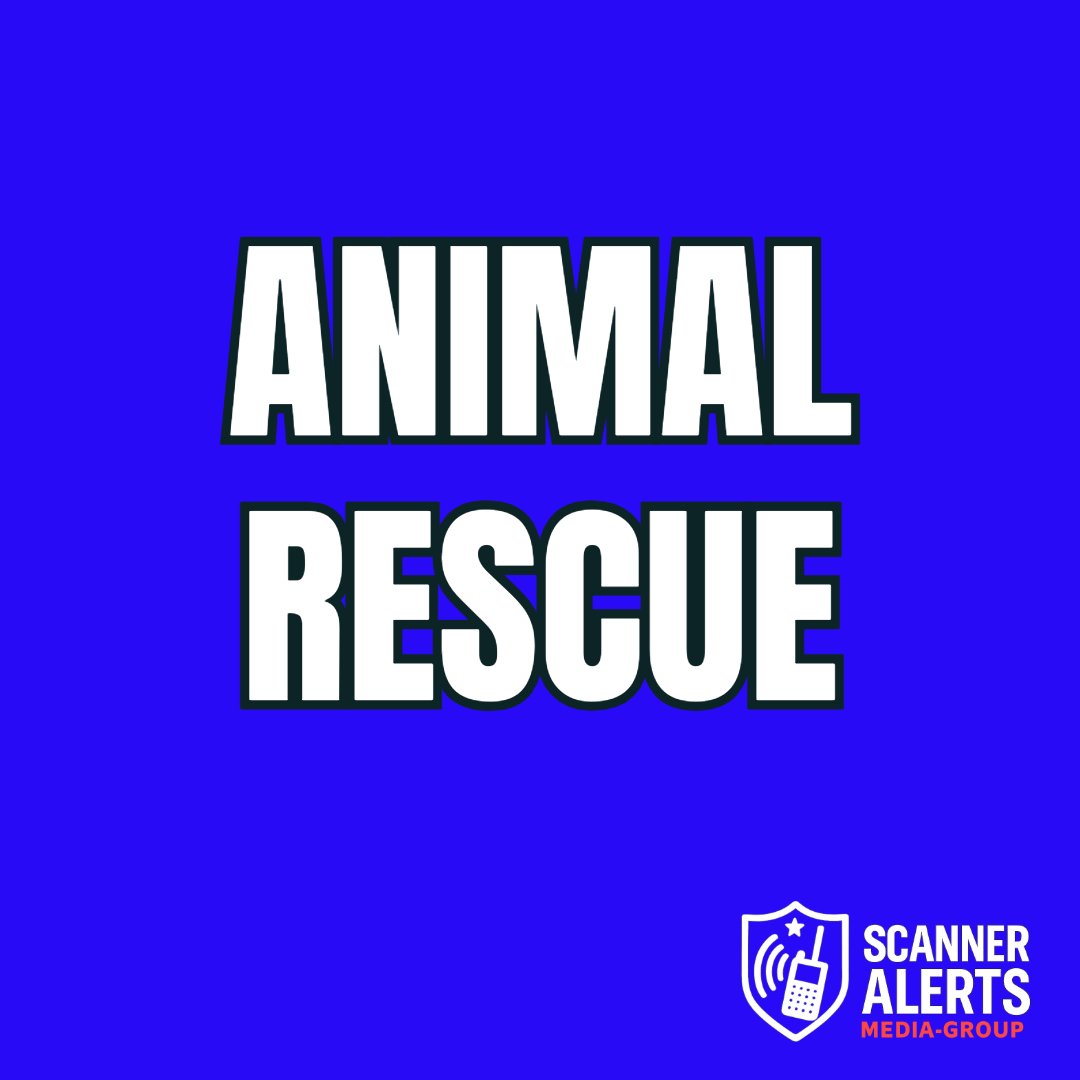 Rochnhscanner's tweet image. Lee, NH *ANIMAL RESCUE*   54 Hobbs Rd, Lee, NH 03861, USA - Assist with lifting live stock - Durham m/a - 2/11/2026 7:17:10  

26-6928-FD
 #NH #LeeNH #StraffordCounty #AnimalRescue #EmergencyAlerts