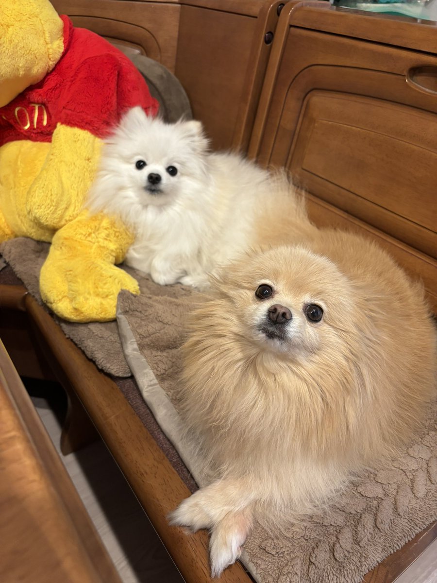 あぐ(8)うに(3)🐾🐾 tweet media