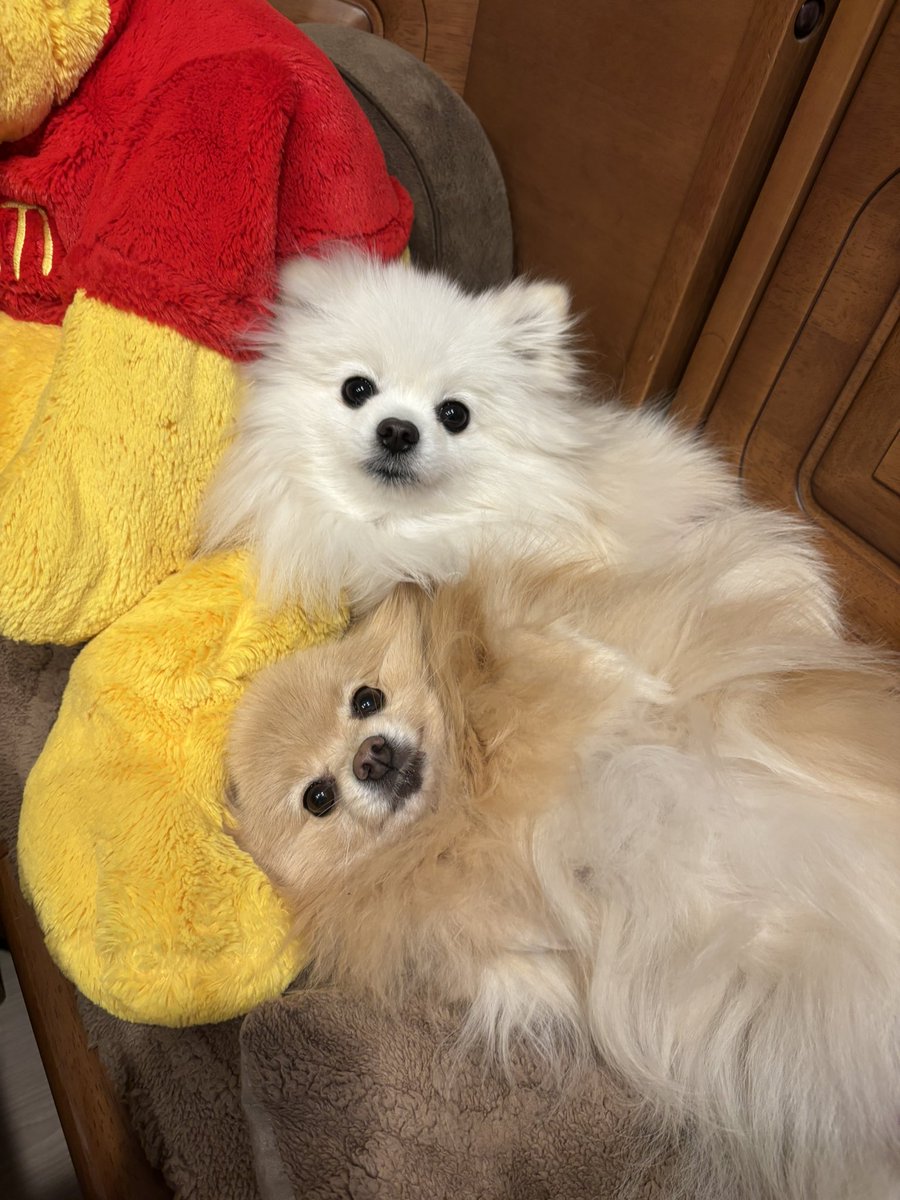 あぐ(8)うに(3)🐾🐾 tweet media