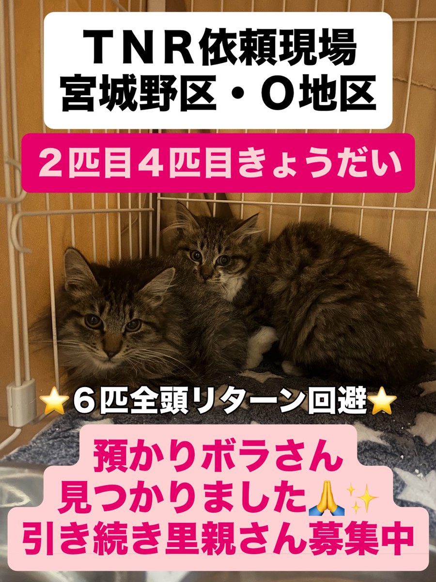 TNR依頼現場 宮城野区・O地区 捕獲頭数6匹 1、3、6匹目お迎え決定
