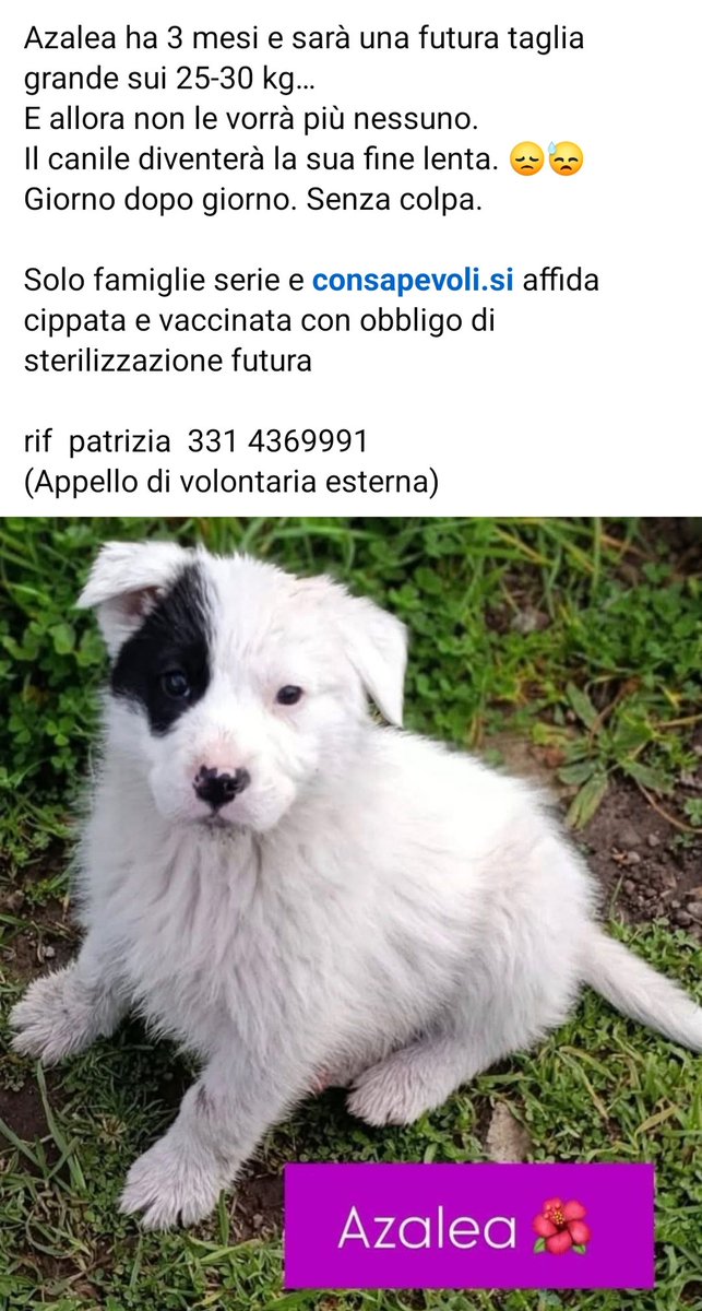 giuseppe esposito tweet media